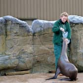 Gala the Sea Lion being fed 