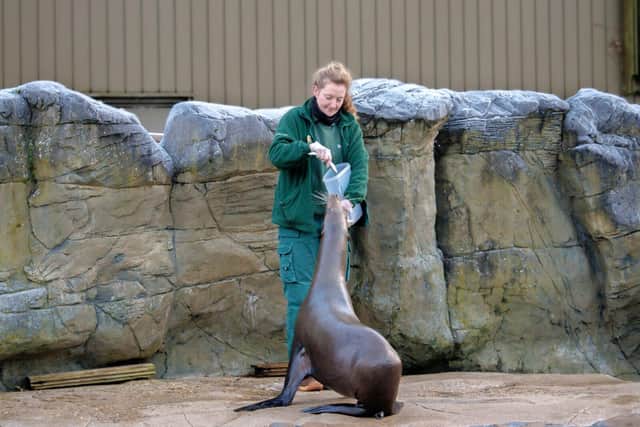 Gala the Sea Lion being fed 