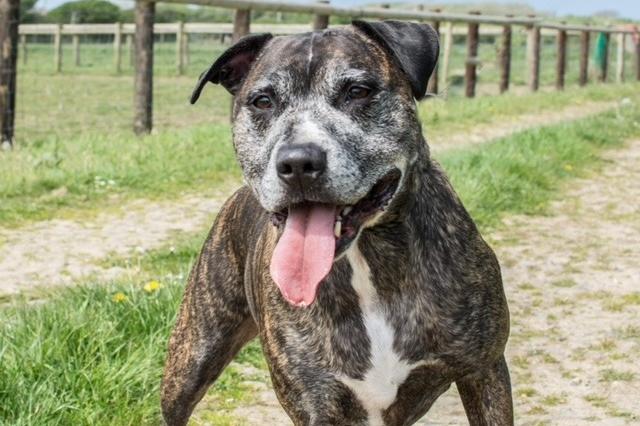 Annie said: "Nico is a loving, older, cuddly and friendly Staffie boy who has a huge zest for life, knows basic commands & loves tennis balls! He needs a home with no other animals."