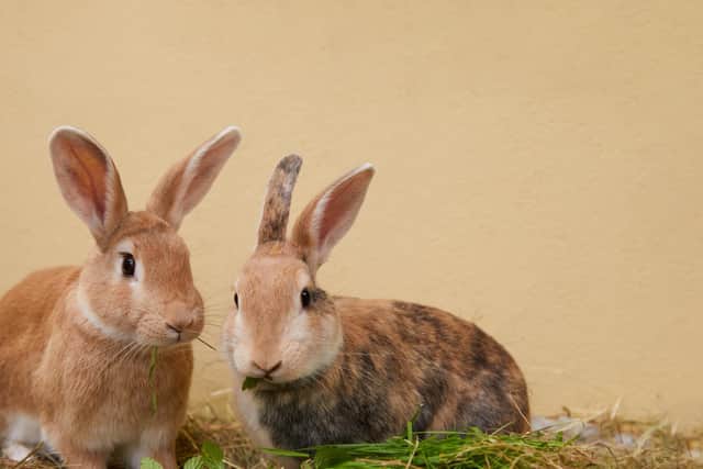 Rabbits are a very social species who live in groups in the wild, which helps them to feel safe