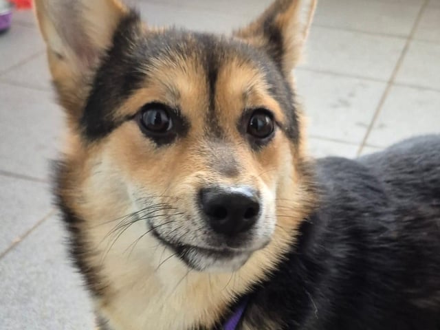 Yuki is a shy one-year-old Welsh Corgi who would love a quiet home willing to put in some work to build his confidence. A home with another calm, neutered dog would be perfect.