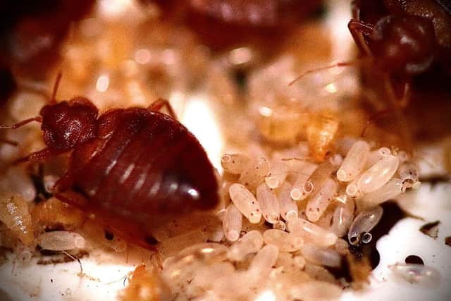 A bed bug infestation can be a serious problem and it's best to act quickly/Getty