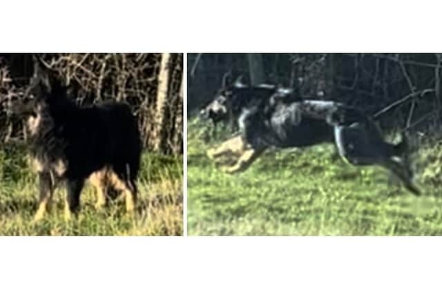 Two German Shepherd-type dogs have been seized by Northants Police following fatal attacks on livestock/Northants Police