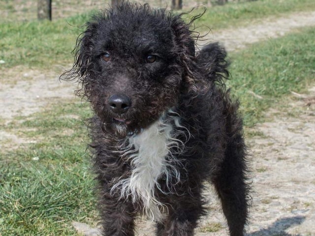 Annie said: "Super friendly Ryder is a very switched on three-year-old lad who is very keen to please once he knows you. He's dog friendly and likes to tell the world he is arriving. Adores tennis balls. Bonds quickly. Would love an active home with a secure garden."