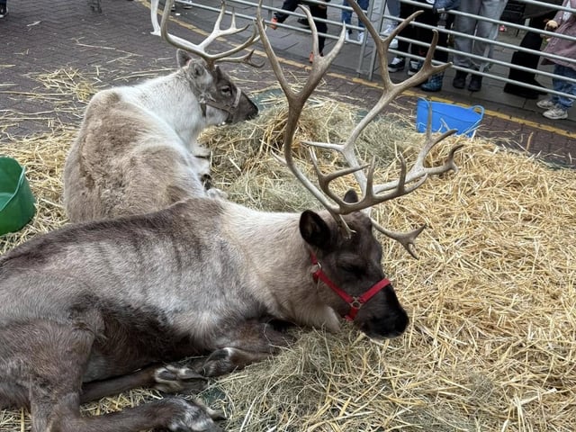 Christmas arrives in Rushden as crowd gathers in town centre for annual switch on