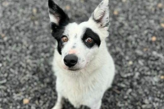 Watt is a handsome three year old Collie. He is deaf, but is currently learning sign. He can be destructive, but that appears to be as a result of frustration at not being able to communicate. He has not yet been assessed with other dogs. He likes to dig! He seems to be housetrained and walks nicely on his lead. He will need a home willing to work with him, in return he will be a loyal and affectionate companion.