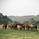 Grass-fed British beef cattle on Sarah's farm
