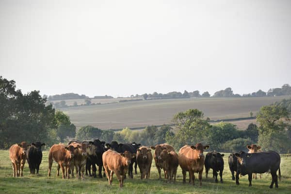 Grass-fed British beef cattle on Sarah's farm