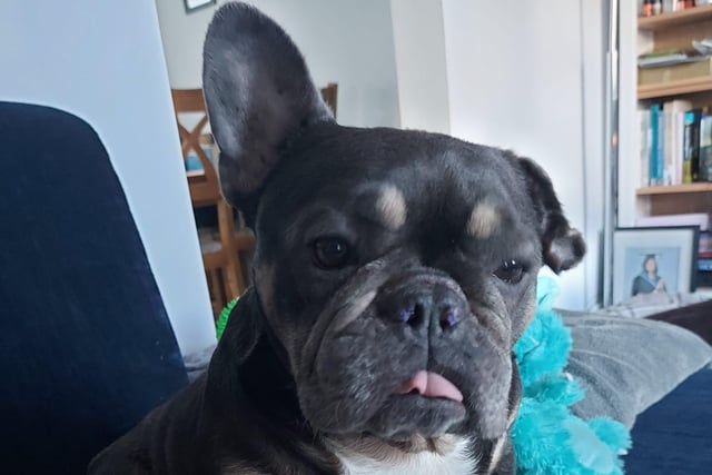 Seven-year-old French Bulldog Piglet is very loving and enjoys her walks but can be lazy. Piglet did have some skin issues when she came into rescue so she will need to remain on a hypo-allergenic diet. She has also had Boas surgery so can now breathe well and is so much happier. Piglet would be better suited as an only dog as she doesn’t like to share her human but she is child friendly (no cats). Piglet is spayed, vaccinated, microchipped, flead and wormed