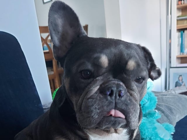 Seven-year-old French Bulldog Piglet is very loving and enjoys her walks but can be lazy. Piglet did have some skin issues when she came into rescue so she will need to remain on a hypo-allergenic diet. She has also had Boas surgery so can now breathe well and is so much happier. Piglet would be better suited as an only dog as she doesn’t like to share her human but she is child friendly (no cats). Piglet is spayed, vaccinated, microchipped, flead and wormed