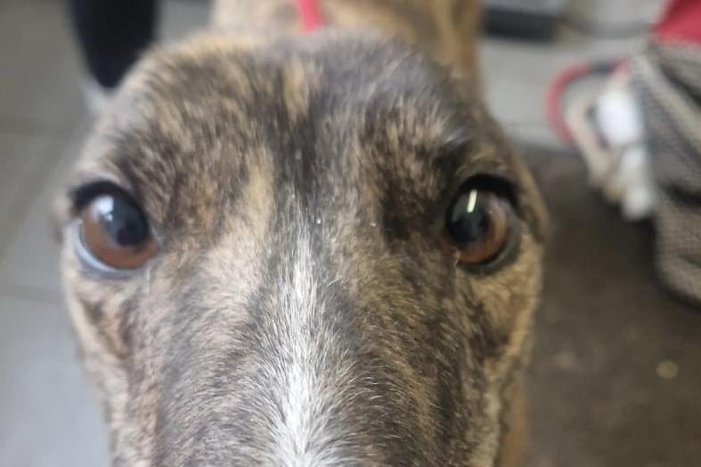 Dakota is a lovely super friendly brindle greyhound lad aged three years. He would be fine to live with sensible children, and other large dogs but no cats or small furries. A home with a secure garden is essential