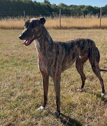 George is a huge brindle affectionate two-year-old retired racing greyhound. He loves a good gallop around a secure field and a comfortable bed to snooze on. George has a high prey drive so is walked wearing a muzzle. He cannot be homed with any small furries.