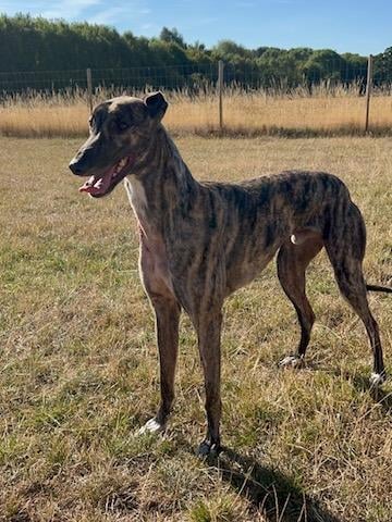 George is a huge brindle affectionate two-year-old retired racing greyhound. He loves a good gallop around a secure field and a comfortable bed to snooze on. George has a high prey drive so is walked wearing a muzzle. He cannot be homed with any small furries.