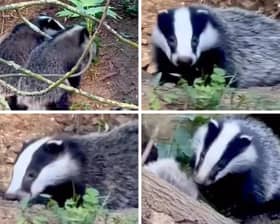 Some screenshots taken from the footage of baby badgers playing at West Lodge last Saturday (Credit: West Lodge Farm Park)