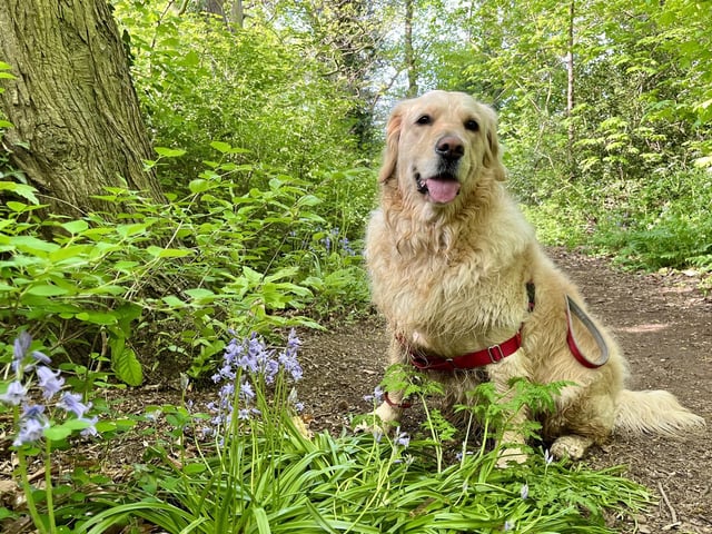 Taken by Jeanette Hancock in Burton Latimer