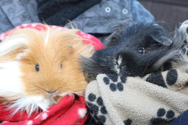 Tofolo and Jane the Wildman's guinea pigs