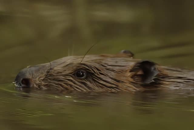 Beavers are set to return to Northamptonshire