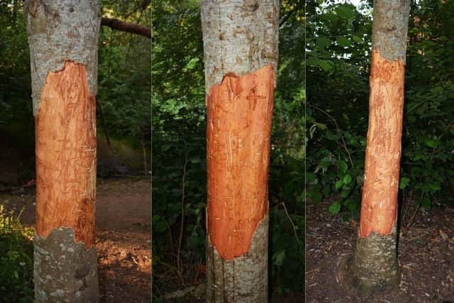 The three trees that have been vandalised. Photos: Paul Balmer