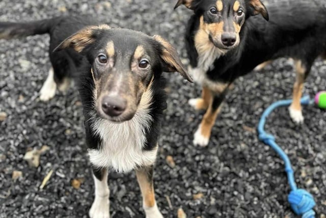 Logan and Tyler are beautiful 8 month old collie crossed who need separate homes. Possibly where this is a confident established dog already settled. Good with other dogs & love people but they are shy & under socialised so a home willing to put some work in is essential.