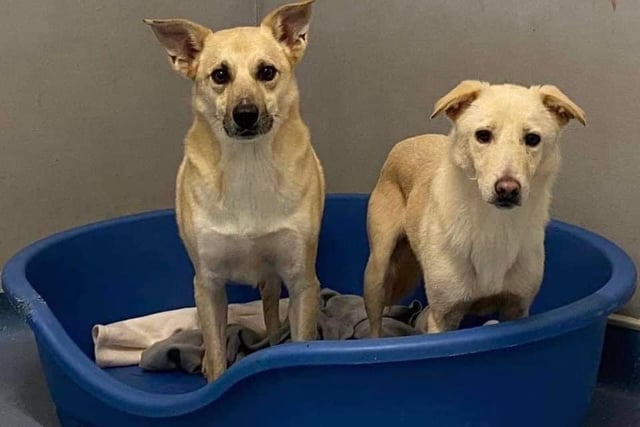 Toby and Rhys came to us from a council pound but they have Romanian chips. They are shy worried boys who need patient homes with very secure gardens. They would be better rehomed separate, to families with an established calm dog already in the household.