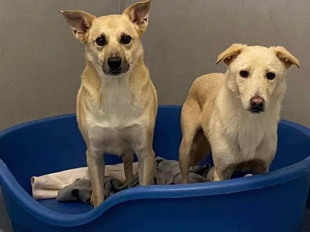 Toby and Rhys came to us from a council pound but they have Romanian chips. They are shy worried boys who need patient homes with very secure gardens. They would be better rehomed separate, to families with an established calm dog already in the household.