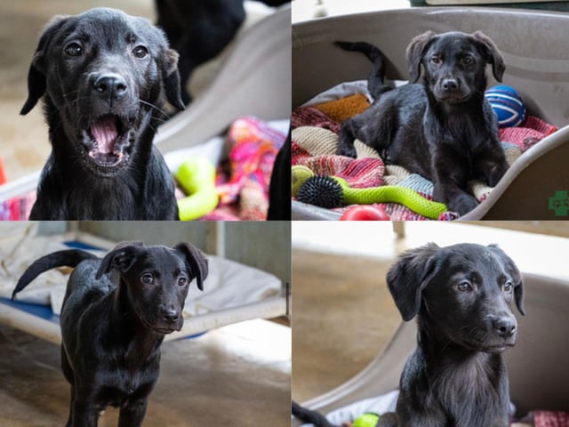 Lab cross pups Dave, Cody, Bear and Archie are young boisterous bundles of fun.
They need homes where someone is around most if the time to work on socialisation and training. They are fine with other dogs and young enough to be taught manners with other animals.