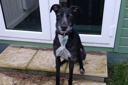 Cash is a very affectionate four-year-old Lurcher lad. He loves everyone and dogs he knows and trusts. He cannot live with cats or small furries, but he will make someone a very loyal companion.