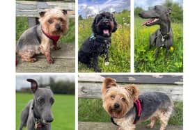 Kettering dogs - Jerry, Nox, Monty and Stan/UGC