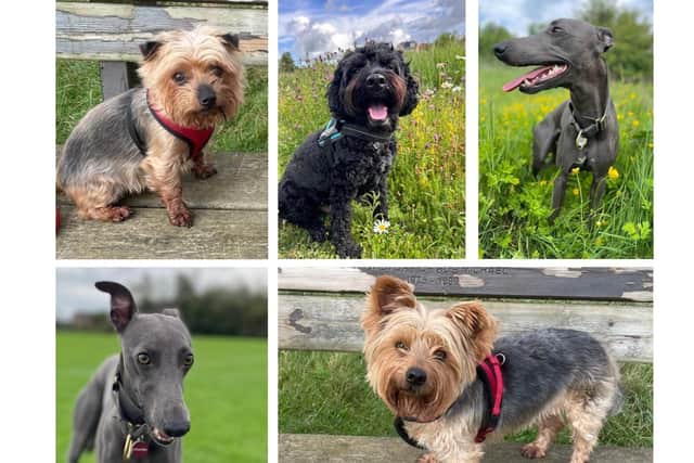 Kettering dogs - Jerry, Nox, Monty and Stan/UGC