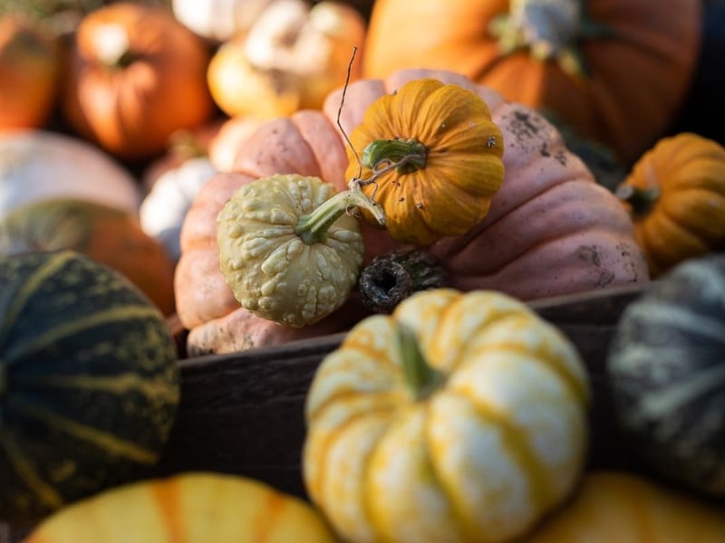 The family run farm in Kettering Road, Overstone, will open for the first time on Saturday October 4. It will then be open all weekends in October. There will be 75 types of pumpkins in the patch, with some "whoppers" as well as some "tiddlers" due to the incredibly dry summer we've had. Tickets are on sale on the farm's website and organisers are warning that slots are being booked up quickly.