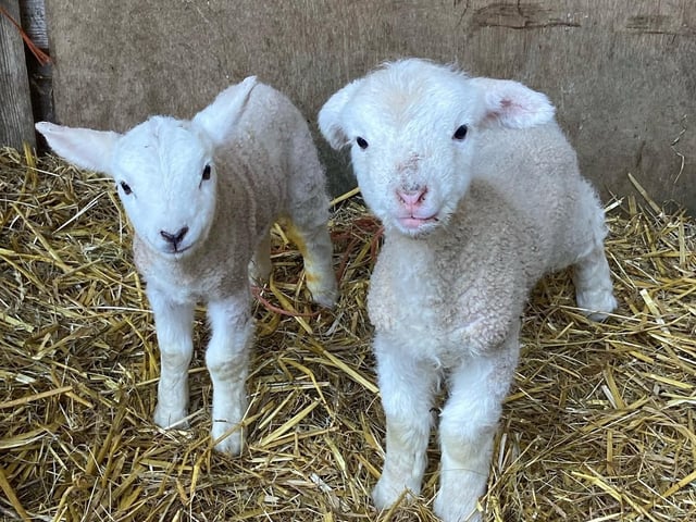The small family livestock farm in Flore has opened for the 2023 season and has lots of lambs that they are inviting families to feed.
The owners say on their website: “We have lots of sheep with baby lambs on the farm at the moment for you to come and visit.”
The farm also has a small play area and a cafe.
Open Wednesday to Saturday, entrance to the farm is £4 for adults and children over two and £1 for children under two. It is an additional £2.50, per bottle to feed the lambs.
Booking is advised. Visit florefarmpark.com.