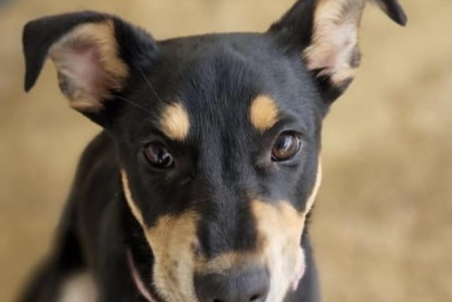 Sasha is a sweet natured 6-month-old cross breed girl waiting for an active home.
She loves everyone and other dogs but will need to do some training classes.