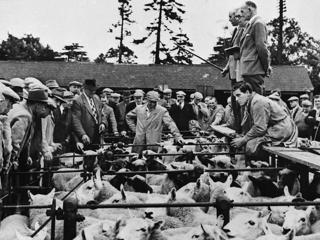 Kettering cattle market in the 1960s