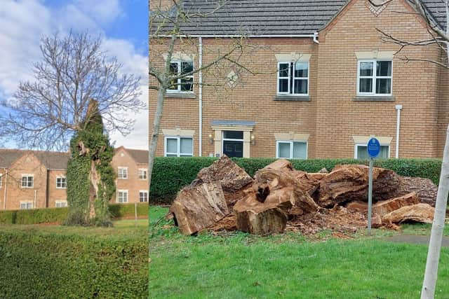 The tree that stood in the triangular space in Station Road and King's Meadow Lane has been felled