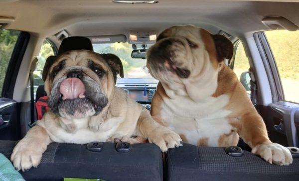 Handsome brothers, Ronnie and Reggie, are looking for a Bulldog-experienced home where they can stay together. They are super-friendly and get along well with other dogs. However, they are not used to cats, so they would prefer a home without them. They travel well and are housetrained. Both brothers, but particularly Reggie, have a few health issues typical of the breed. These will require ongoing treatment over the coming months, so their new family will need to be committed to attending vet appointments and providing any additional care necessary during their recovery from surgery. The kennel team is happy to discuss these health needs in more detail with any potential adopters. Ronnie and Reggie are a lovely pair who will bring a lot of joy to their new family!