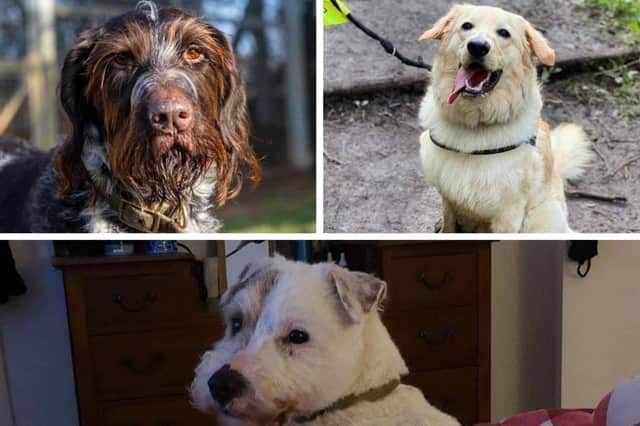 Dogs in Northamptonshire who need a forever home.