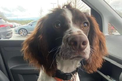 Toto is a six month old Springer Spaniel cross. He came to Animals In Need from a council pound. He loves everyone and he is great with other dogs but he has not yet been cat tested. Toto needs an active home with older, sensible children who are willing to train him.