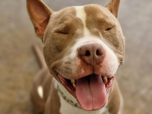 Boston is dreaming of a home of his own! 20-month-old Staffie cross lad is full of life and still acts like a puppy! Ongoing training essential and he would prefer a pet free home because he’s still working on his manners with other animals.