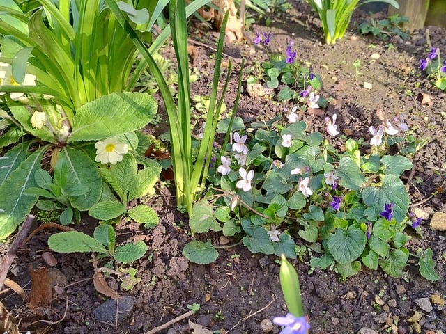 The garden is starting to grow. Picture by Mervyn Wood