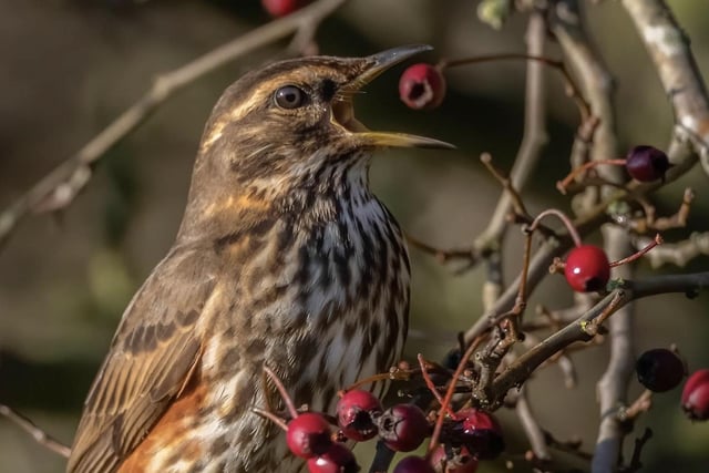 A Redwing at Summer Leys by Michael Howard