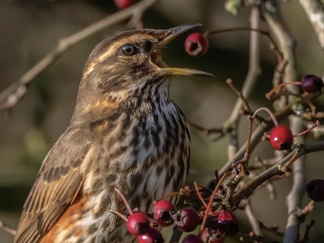 A Redwing at Summer Leys by Michael Howard
