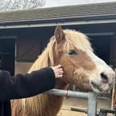 Helinnê Hindle's important work extends to giving back to charity, and at the end of last month she took on a ‘blow dry marathon day’ in aid of Animals In Need Northamptonshire.