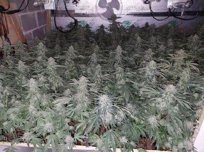 Inside the cannabis factory in Slipton Road. Credit: Northamptonshire Police.