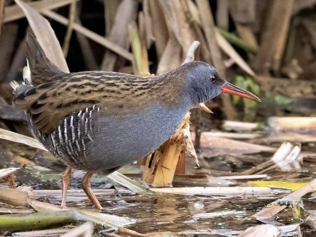 A water rail at Summer Leys by Aamir Mughal Aziz