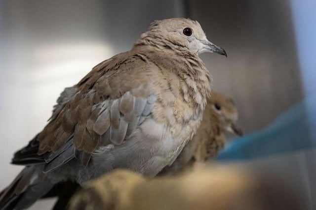 The charity rescues and re-homes animals and birds of all shapes and sizes