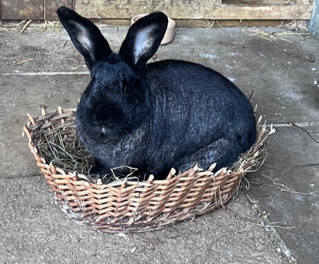 Diego is a very handsome big two year old lad that would love a home with a large neutered wifebun.He us castrated, fully vaccinated and ID chipped he will leave us with four weeks free insurance and rescue back up for life