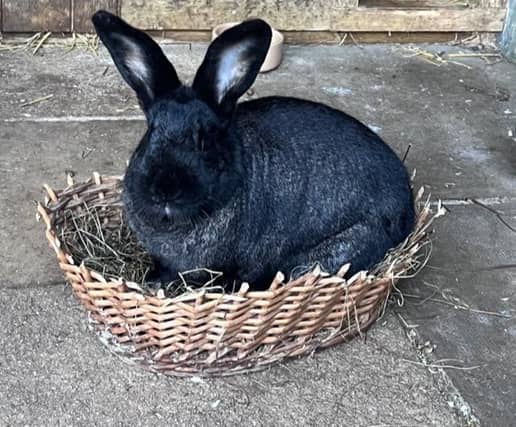 Diego is a very handsome big two year old lad that would love a home with a large neutered wifebun.He us castrated, fully vaccinated and ID chipped he will leave us with four weeks free insurance and rescue back up for life