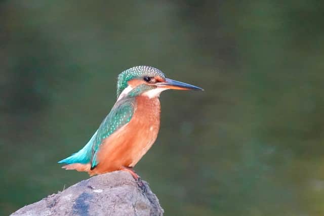 One of the kingfishers that inspired Nick Penny's book Call of the Kingfisher