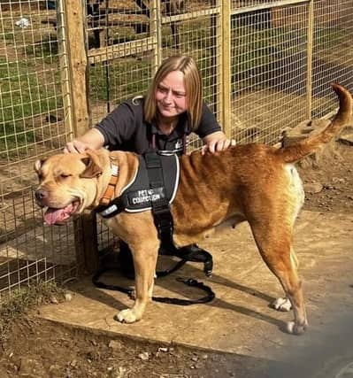 Rescue dogs looking for a forever home