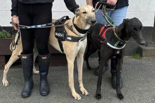 Animals In Need is hoping to re-home Nik Nak and Sir Cash this month